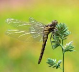 dragonfly14.jpg