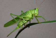 green grasshopper.jpg