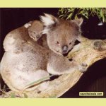 Koala 4.jpg