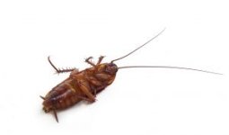 dead-cockroach_2793993.jpg