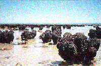 stromatolites small pic.gif