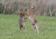 boxing-hares-walsingham-1.jpg