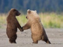 two_bears_in_love_go_for_a_walk_and_hold_hands-197.jpg