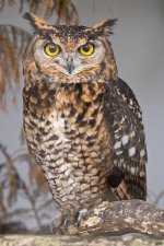 Eagle Owl.jpg