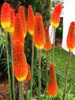 Red Hot Pokers.jpg