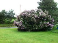 lilac tree.jpg