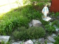herb and black eyed susan garden.jpg