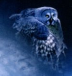 Moonlight Owl.jpg